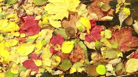  Yellow, red autumn leaves on the surface of the pond. Stock Footage 80912942