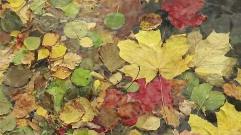 Yellow, red autumn leaves on the surface of the pond.  Stock Footage 80913076