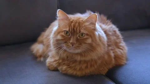 Yellow - Red Cat Looking in Camera Video stock 168219110