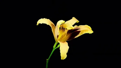 Yellow red daylily flower blooming and fading timelapse Stockbeeldmateriaal 75551953