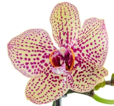 Yellow with red dots orchid close up branch flower, isolated on white backgro Stock Photos