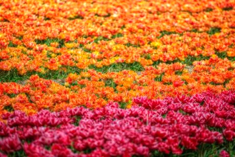 Yellow-red field of tulips Stock Photos