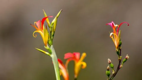Yellow Red Flower Foto stock