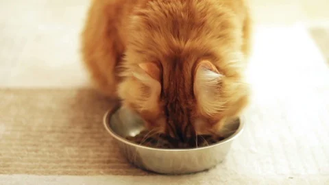 Yellow Red Ginger Cat Eating from Bowl Close Up. Pet Video stock 98972624