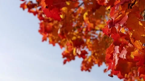 Yellow red green maple leaves sway in the wind. Bright autumn colors Stock Footage 139529051