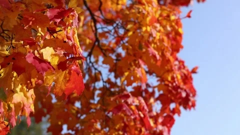 Yellow red green maple leaves sway in the wind. Bright autumn colors Stock Footage 139529157
