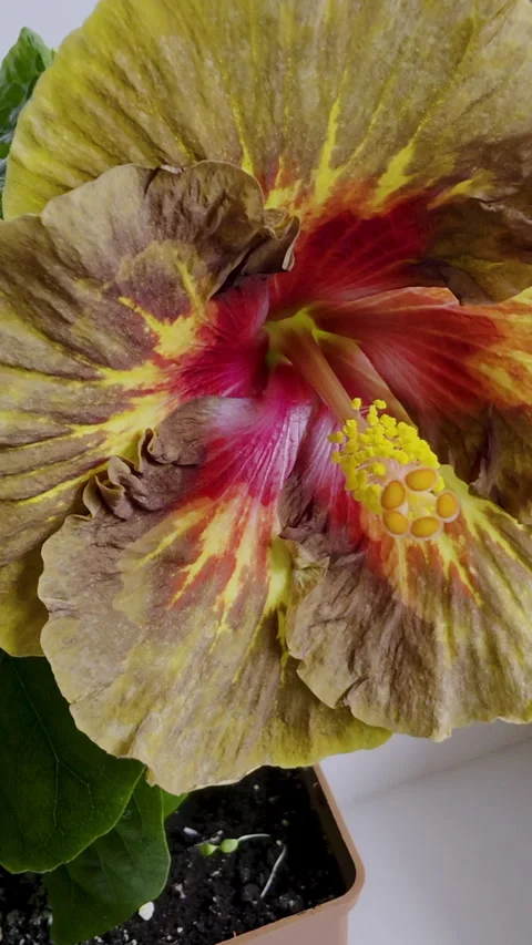 Yellow Red Hibiscus Devil's Eye Blooming Flower. Blooming Golden Orange to .. Stock Footage 332359344
