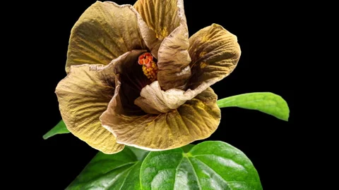 Yellow Red Hibiscus Devil's Eye Blooming Flower in Time Lapse. Blooming Gol.. Stock Footage 340421088