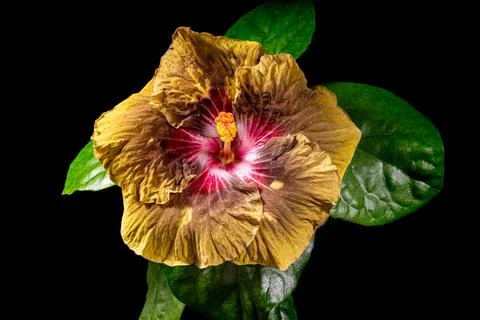 Yellow Red Hibiscus Devil's Eye Blooming Flower Stock Photos