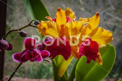 Yellow red iris strutting and adjacent to purple unfurling orchid Stock Photos