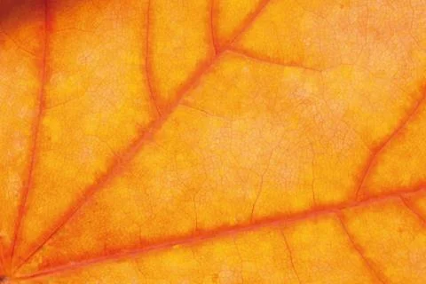 Yellow red leaf background Stock-Fotos