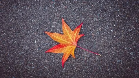 Yellow-red leaf of the tree lies on the gray textured asphalt. Stock Photos