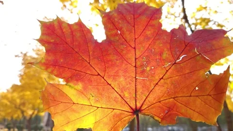 A yellow-red maple leaf close-up fluttering in the wind in the rays of the sun Stock Footage 292959426