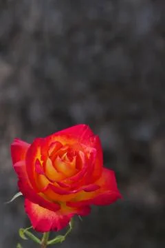 Yellow red rose dark background Stock Photos