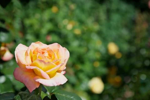 Yellow red rose Stock Photos