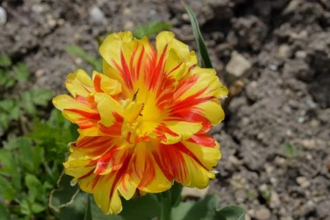 Yellow-red tulip close up Stockfoto's