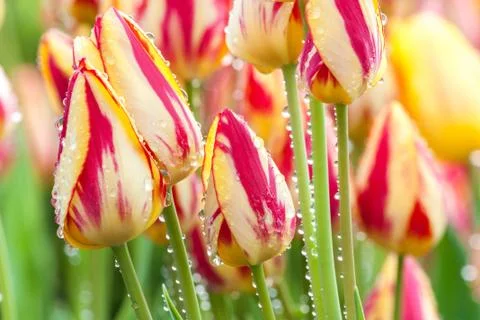 Yellow-red tulips Stock Photos