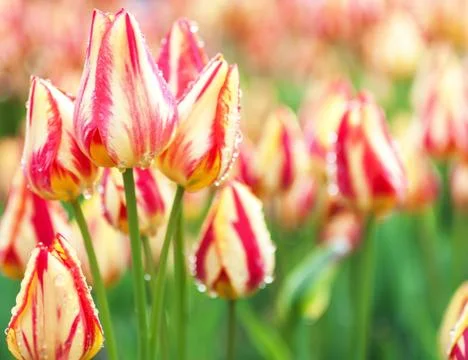 Yellow-red tulips Stock Photos
