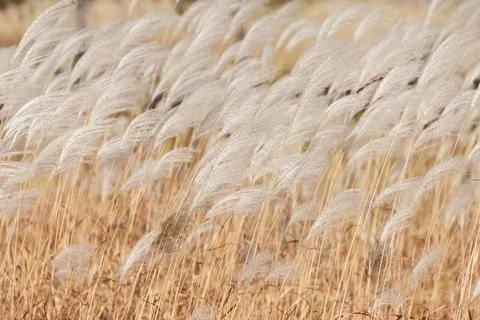 Yellow reed background Stock Photos