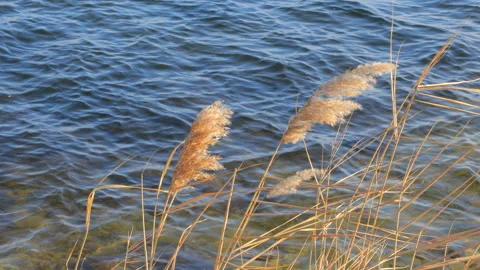 Yellow Reed On A Blue River Stock Footage 301700720