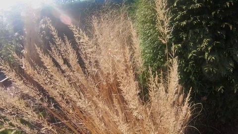 Yellow reed in the garden Video stock 104041798