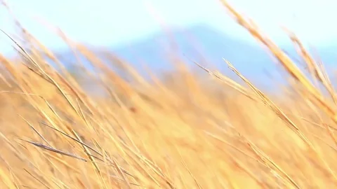 Yellow reeds with high winds Stock Footage