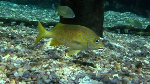 Yellow Reef Fish - Closeup Video stock 37927245