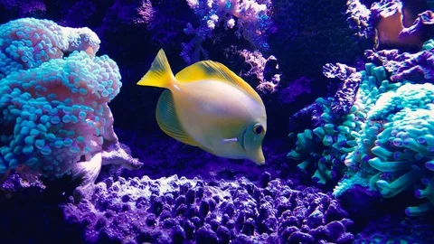 Yellow Reef Fish moving in a fluorescent light Видео 122377392
