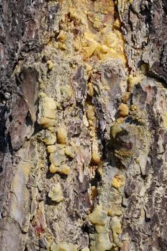 Yellow resin of pine tree Stockfoto's