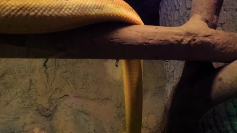 Yellow Reticulated Python Descending Tree Branch at Zoo Видео 343454168