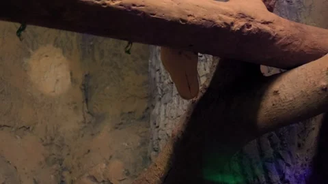 Yellow Reticulated Python Descending Tree Branch in Zoo Видео 343456317