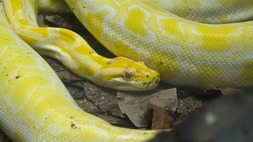 Yellow Reticulated python Stock Footage 85527379