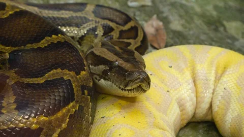 Yellow Reticulated python Stock Footage 85527824