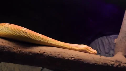 Yellow Reticulated Python (Malayopython reticulatus) on a Tree Branch Видео 343453505