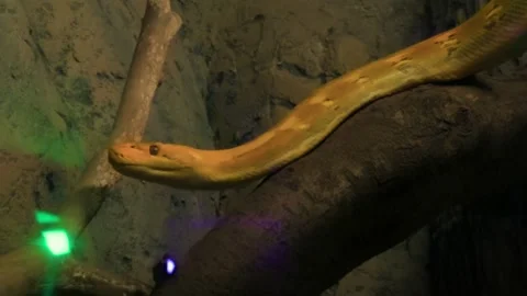 Yellow Reticulated Python (Malayopython reticulatus) Close-up Head with Tongue Видео 343455559
