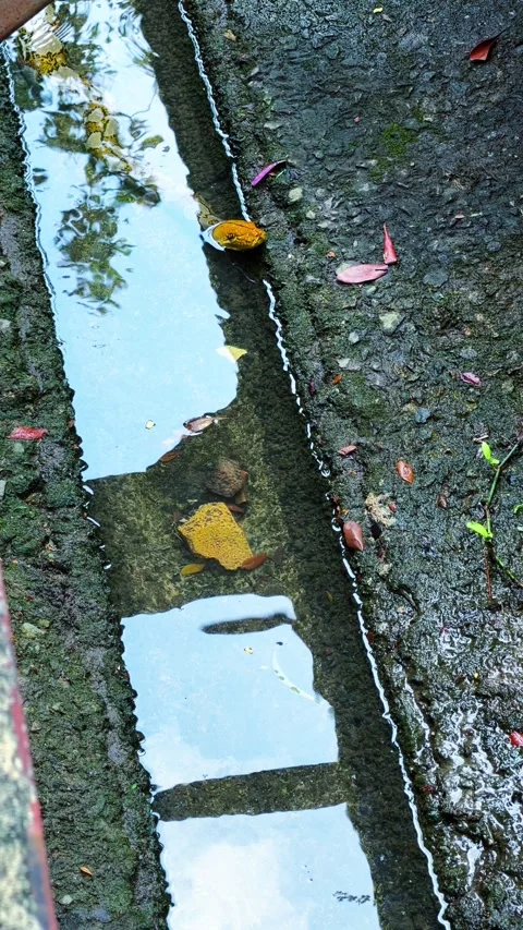 Yellow Reticulated Python Peeking Out From Narrow Mossy Concrete Drain Canal Stock Footage 333706215
