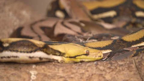 Yellow Reticulated Pythons Slithering and Resting on Rocks - Pan Up Soft Video stock 233310056