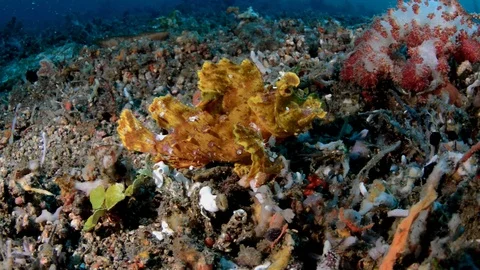 Yellow Rhinopia from Lembeh Strait, Indonesia Stock Footage 112235817