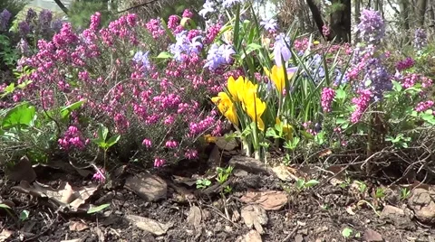 Yellow rhododendron Stock Footage 60222094