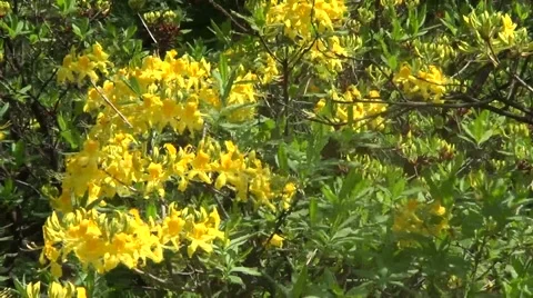 Yellow rhododendron Stock Footage 60222795