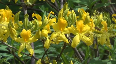 Yellow rhododendron Stock Footage 60222804