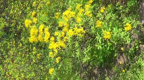 Yellow rhododendron Stock Footage 60222981