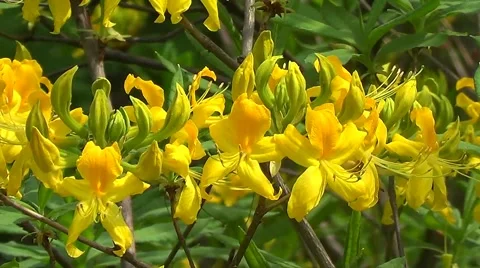 Yellow rhododendron Stock Footage 60223152