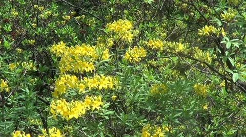 Yellow rhododendron Stock Footage 60223217