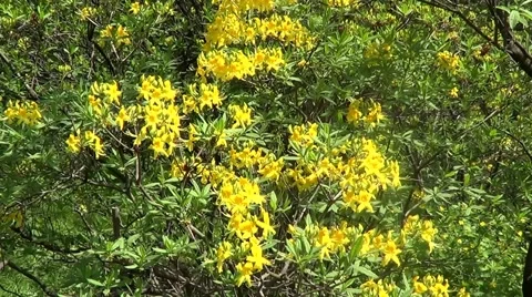 Yellow rhododendrons Stock Footage 59874566