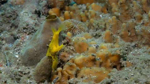 Yellow Ribbon Eel Stock Footage 112236597