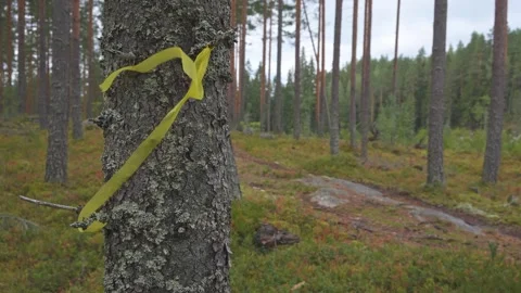 Yellow ribbon tied to a tree flapping in the wind in a forest. Stock Footage 252340018