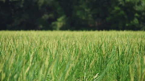 Yellow rice field Stock Footage 97372138