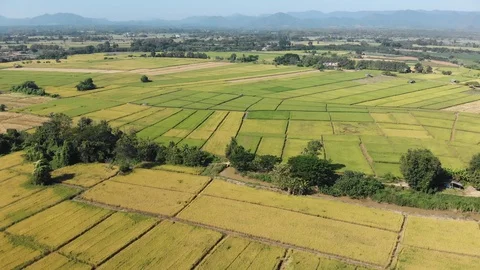 Yellow rice field Video stock 97988754