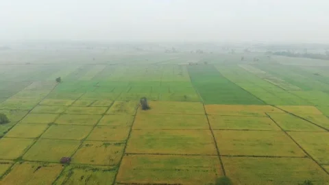 Yellow rice field Stock Footage 146832201